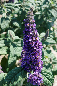 Picture of Buddleja